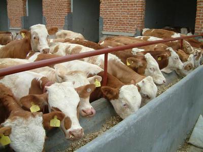 四川遂寧波爾山羊養(yǎng)殖場產(chǎn)品資料