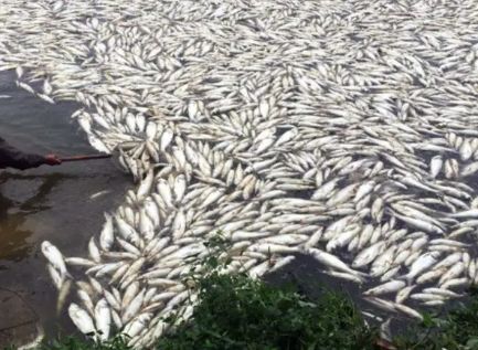 成也殺蟲，敗也殺蟲 水產(chǎn)養(yǎng)殖中寄生蟲重在預(yù)防