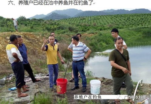 從臭氣熏天到生態和諧 廣西河池羅城現代生態養殖的成功實踐