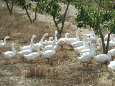 【獨家】有機韓國新高梨 和樂康威?；刂惫┑募儍糁x