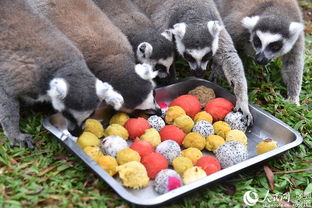 深圳野生動物園的“特別菜單” 特色湯圓，讓動物們過個溫馨元宵節